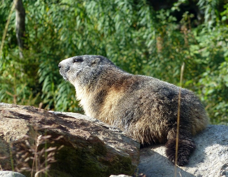 Marmotte della Val Tartano (SO)